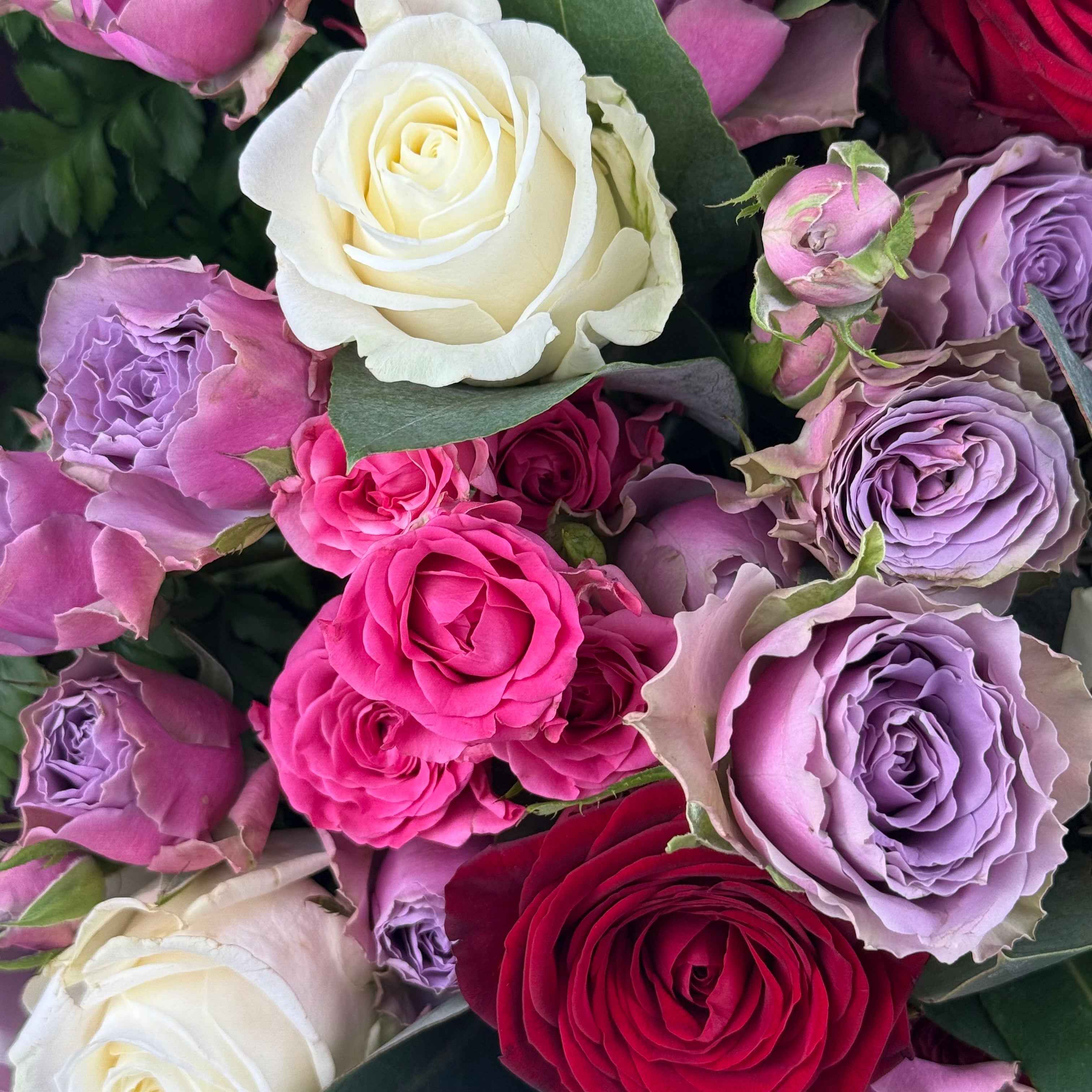 Elegant Rose Harmoney