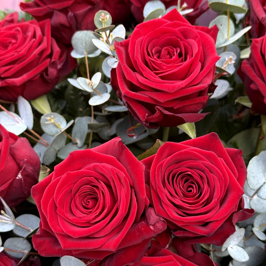 Close-up view of twenty red roses hand-tied with eucalyptus and fern in blush pink marble wrap — Blossom Surprise Northampton