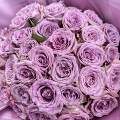 Purely Lilac