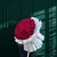 Eternal Love Red Roses (20-100 Stems)