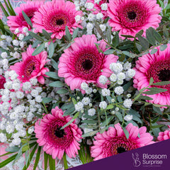 Pink Gerbera (Pre-order now, deliver in 2 days)
