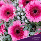 Pink Gerbera (Pre-order now, deliver in 2 days)